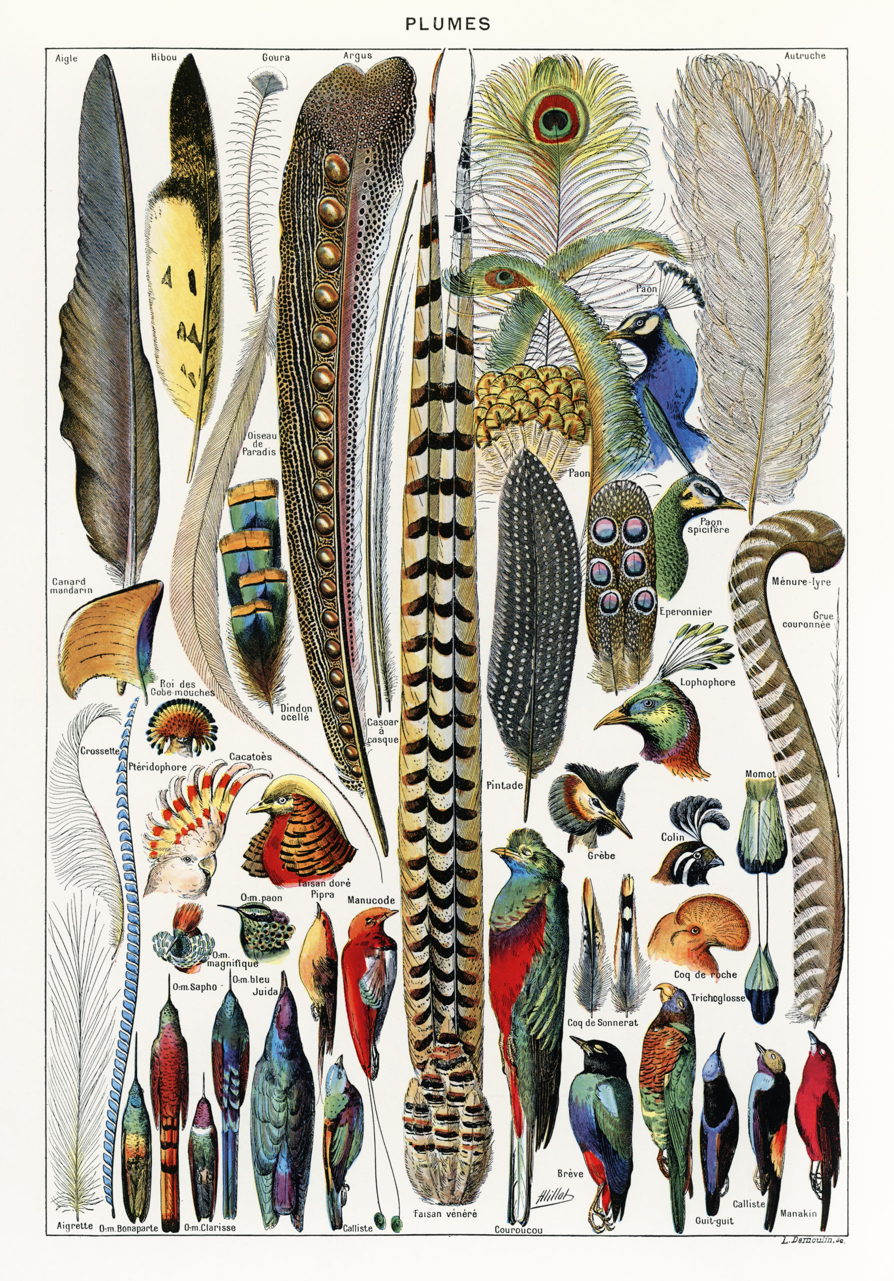 colourful feathers illustrated